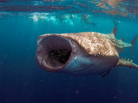  Why Did the Whale Shark Whisper Secrets? -  A Philippine Folk Tale Exploring Nature's Wonders and Respect for Life