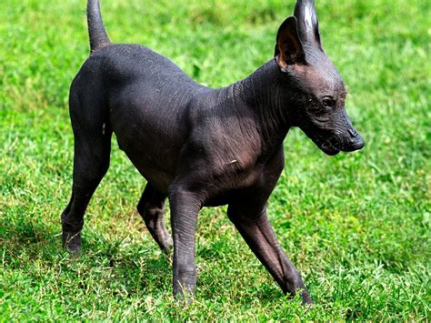  Xoloitzcuintli: Ein mythologischer Hund als Führer der Seelen!